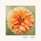 Dahlie - Dahlia - Georgine....