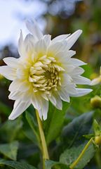 dahlie-dahlia_36821111094_o