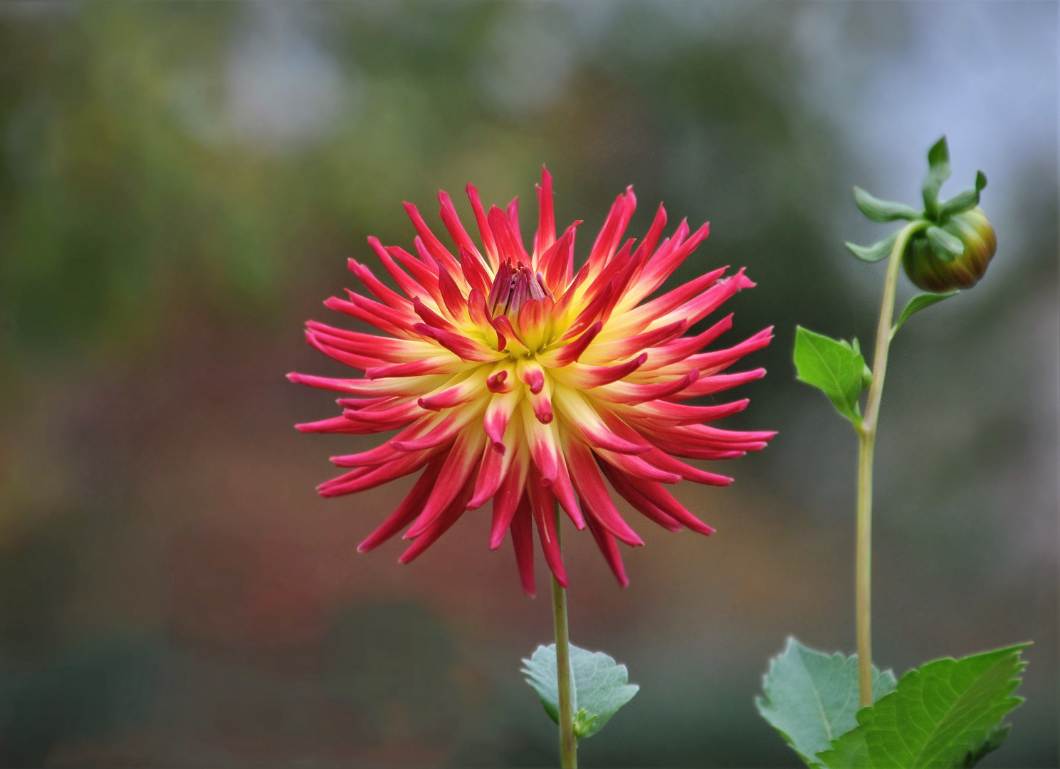  Dahlie , die Königin des Spätsommer