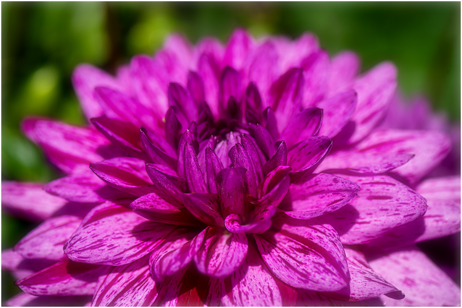 Dahlie Egapark Erfurt Foto & Bild fotos, makro, natur Bilder auf
