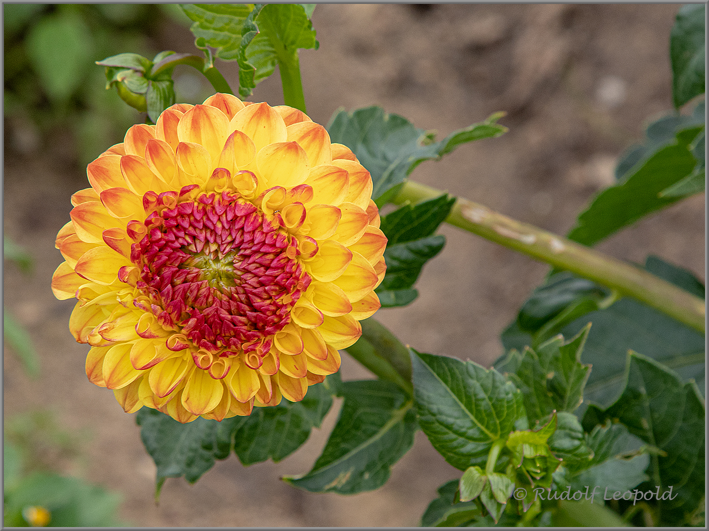 Dahlie - feurige Farben