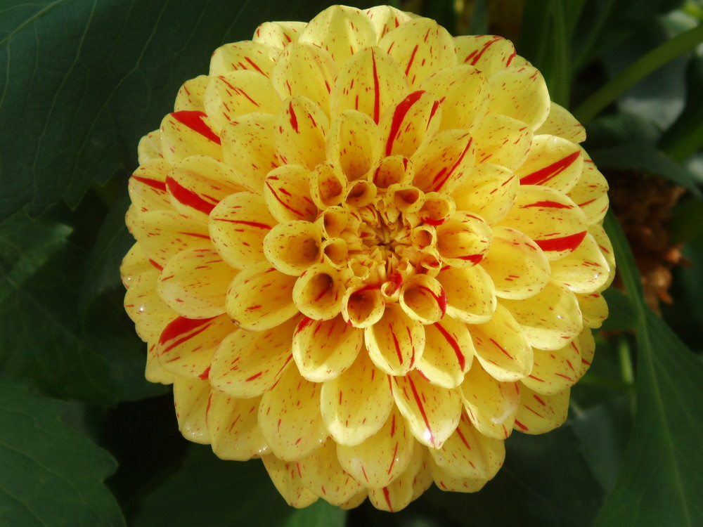 Dahlie gelbrot Foto & Bild rot, gelb, natur Bilder auf