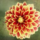 Dahlie - Georgine, Dahlia....