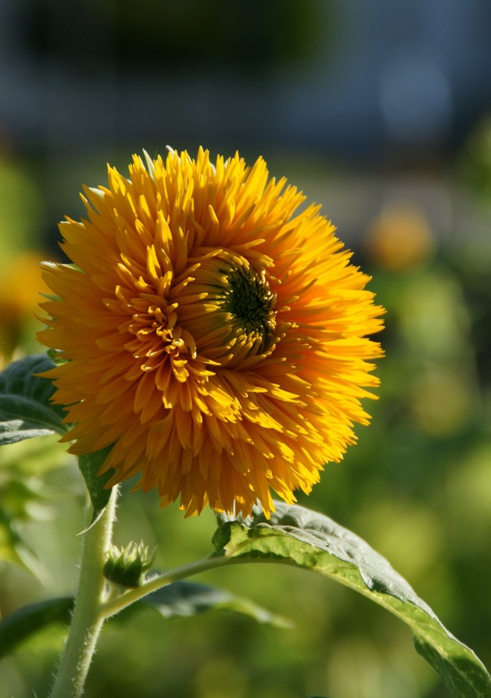 Dahlie im Abendlicht