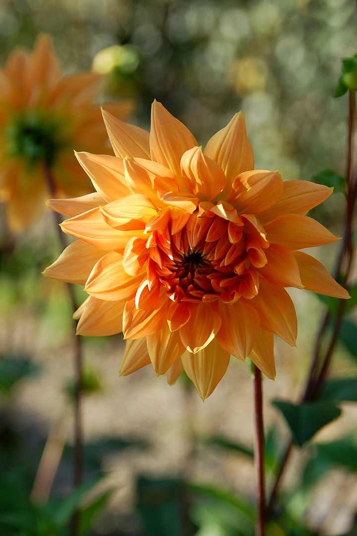 Dahlie im Abendlicht