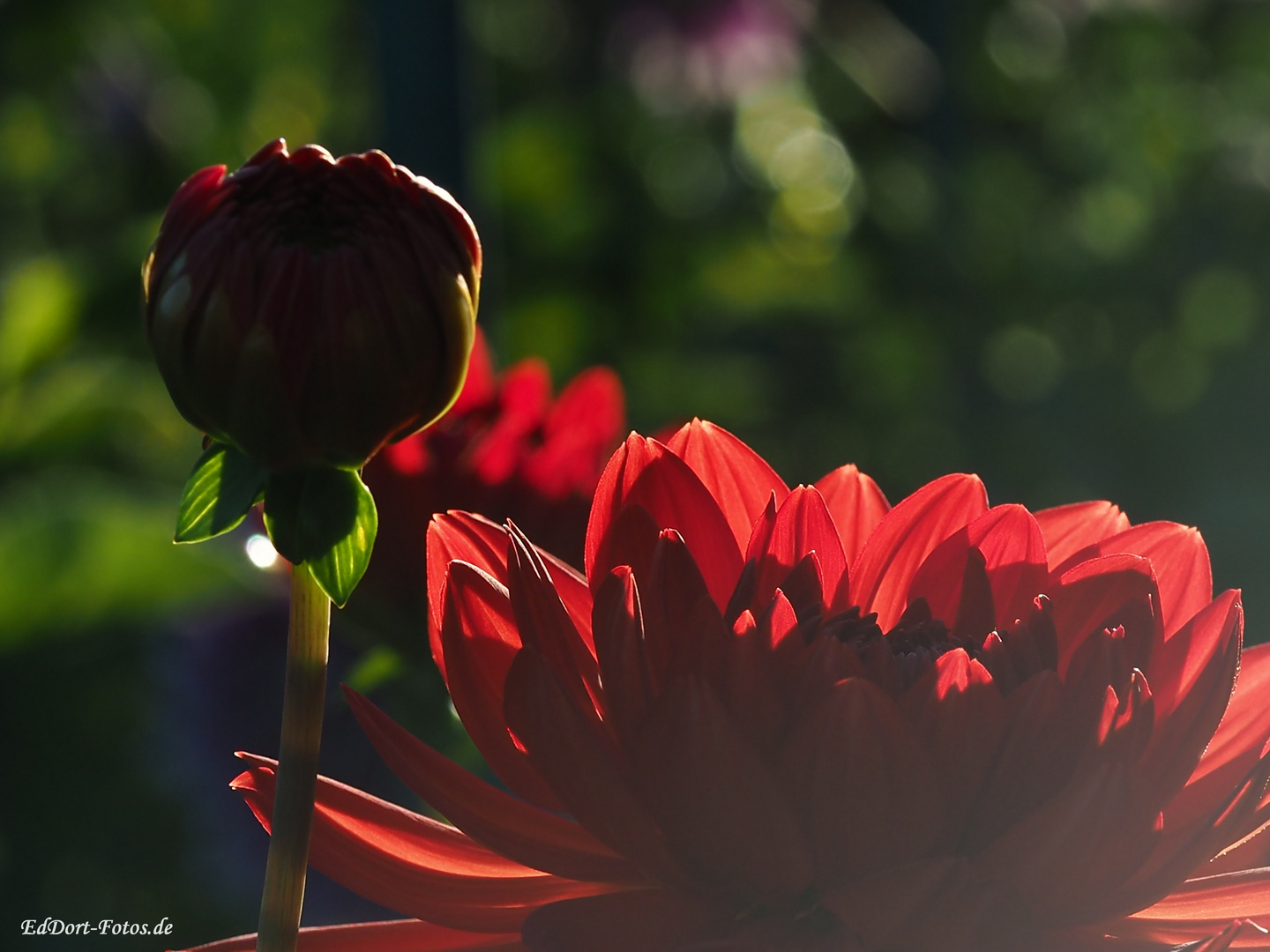 Dahlie im Abendlicht