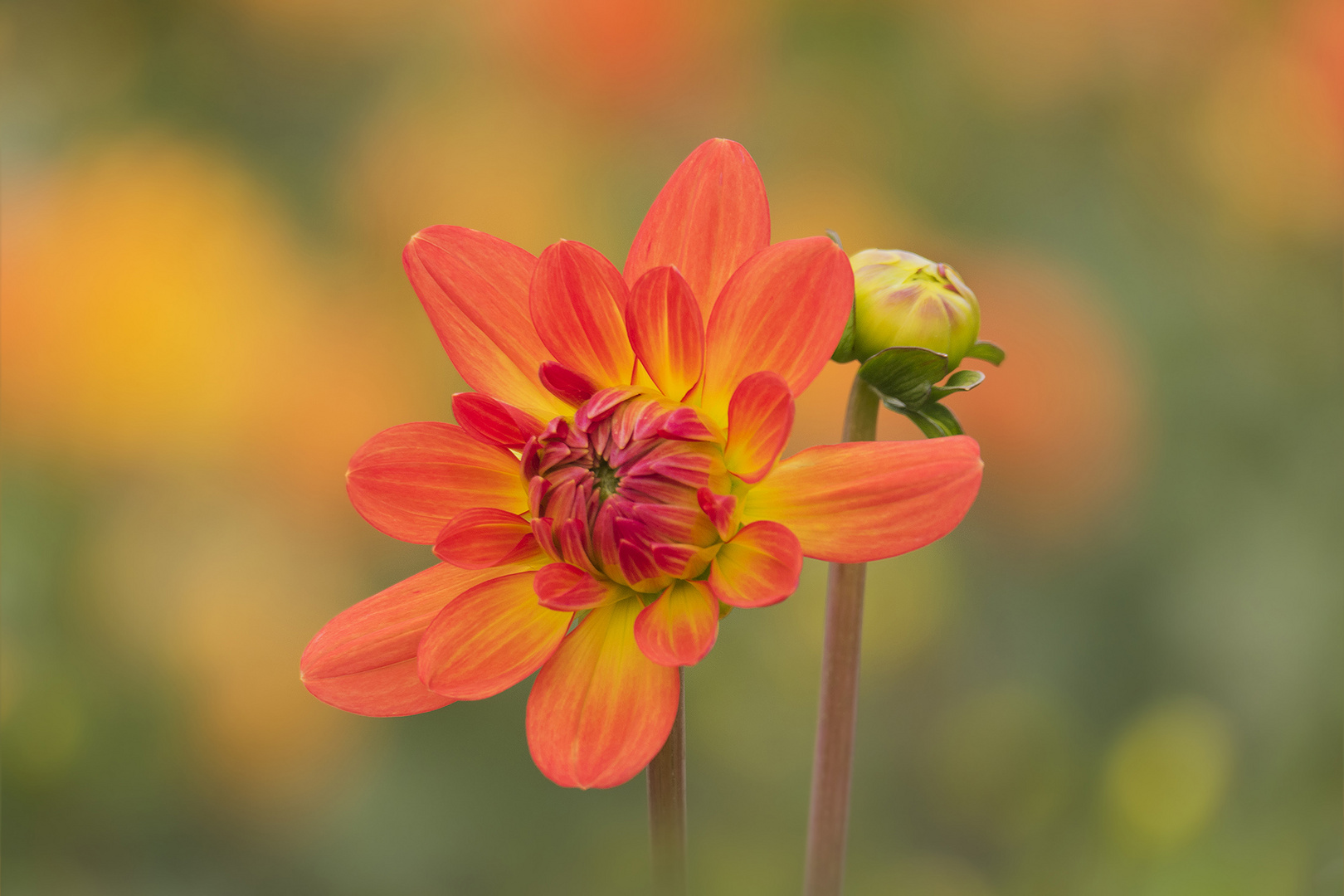 Dahlie im Abendlicht