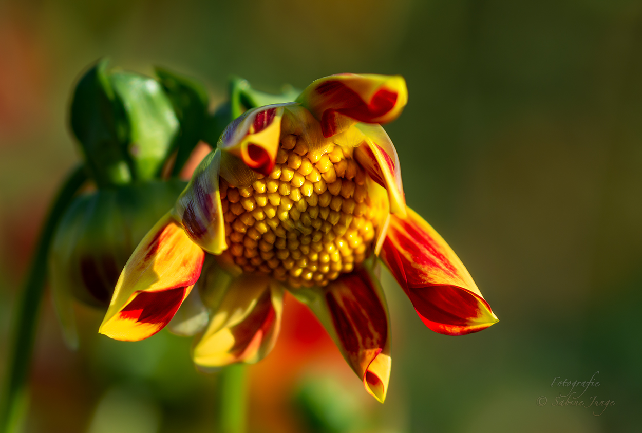 Dahlie im Abendlicht