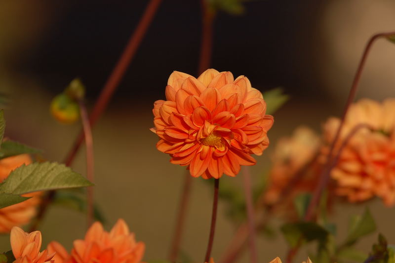 Dahlie im Abendlicht