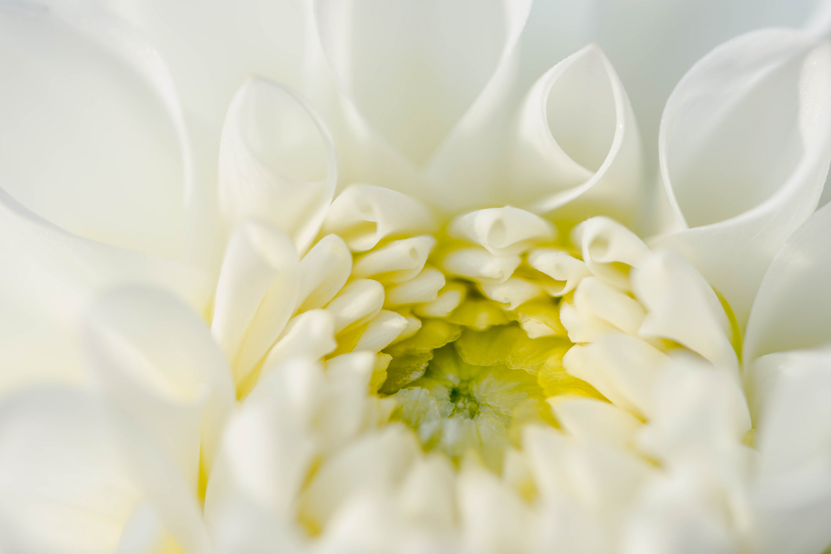 Dahlie im Botanischen Garten