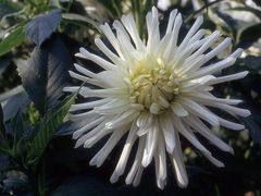 Dahlie im Botanischen Garten