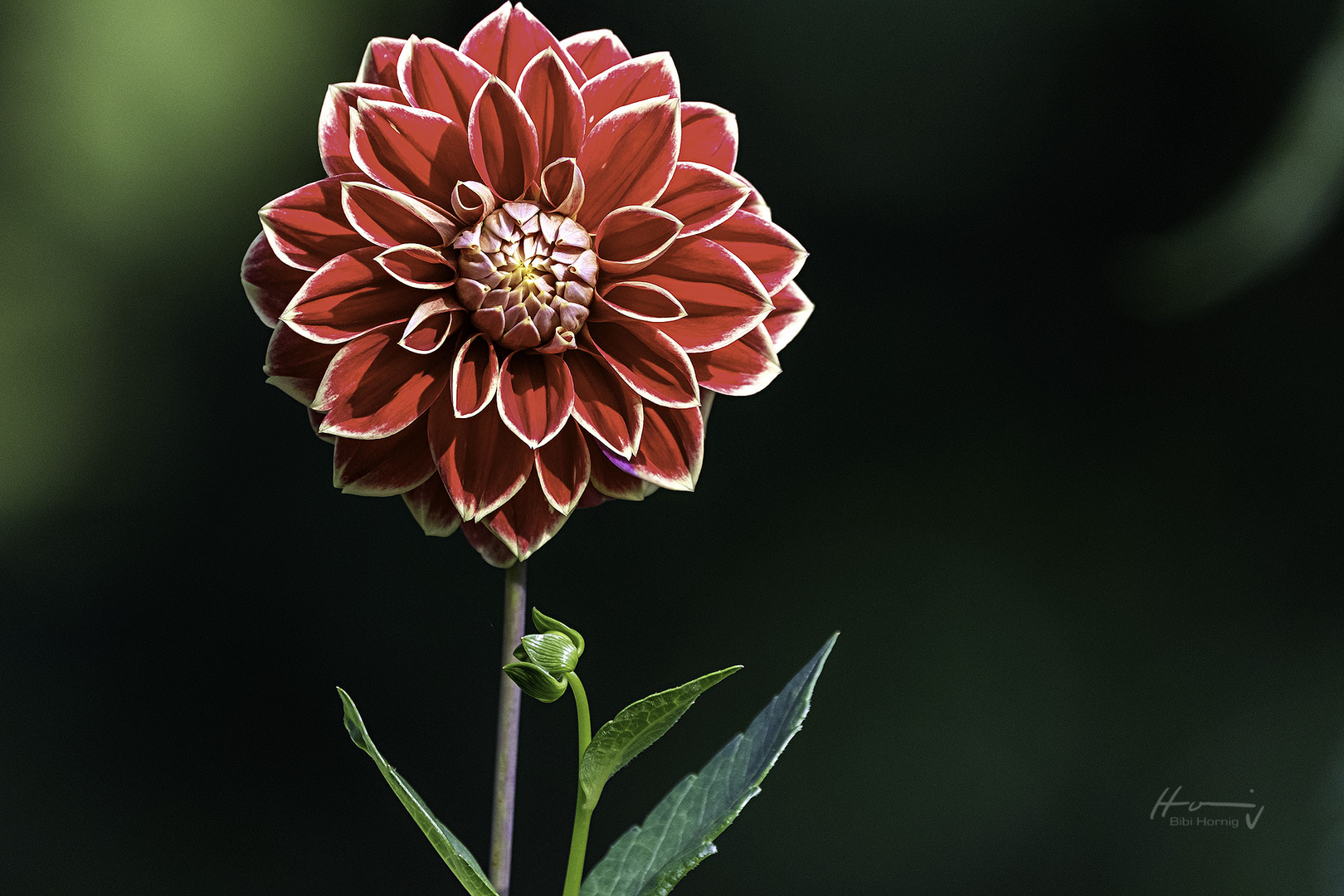 Dahlie im botanischen Garten der Ruhr-Universität