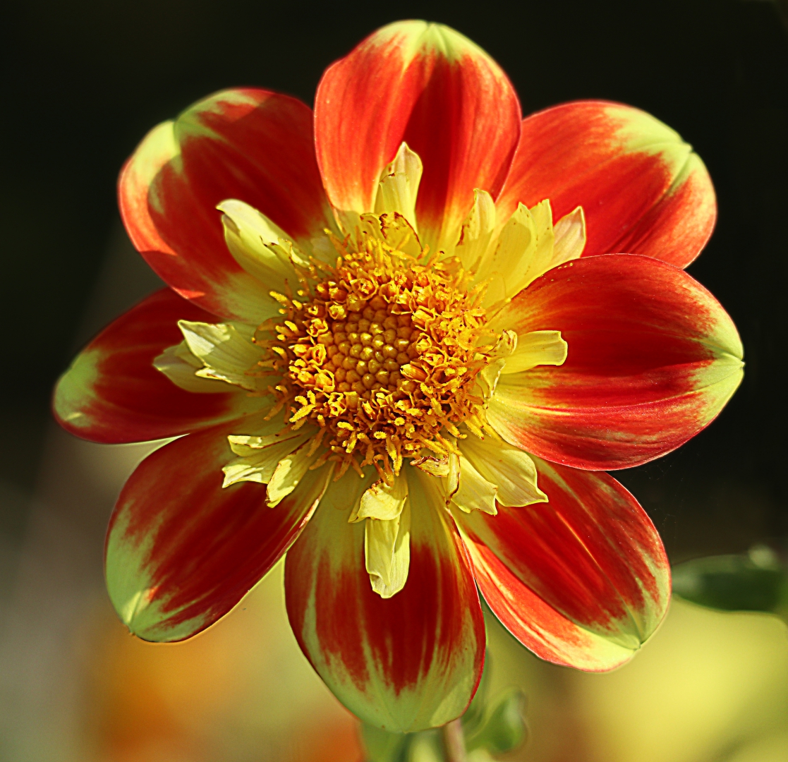 Dahlie im Britzer Garten