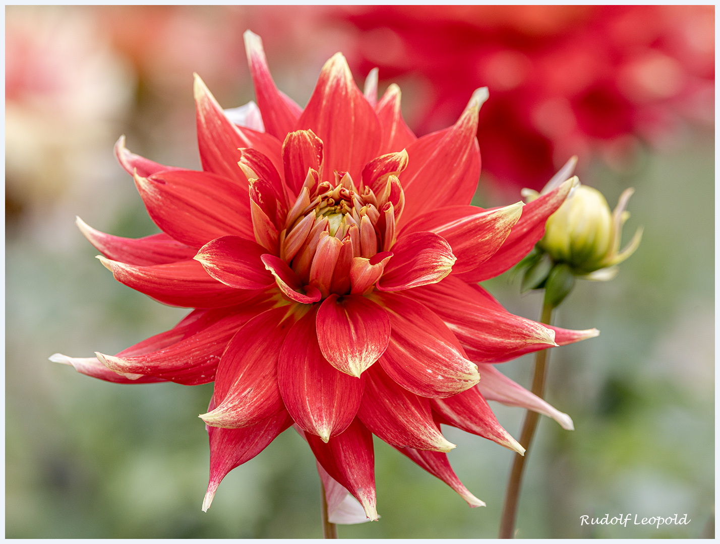 Dahlie im Garten