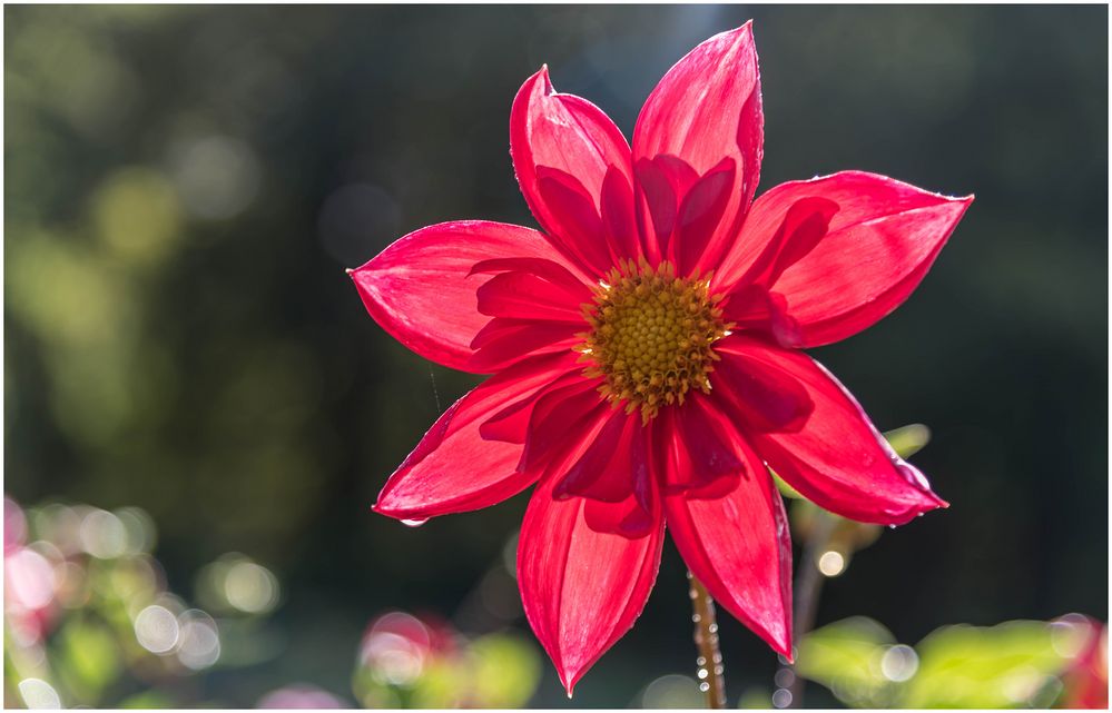 Dahlie im Gegenlicht