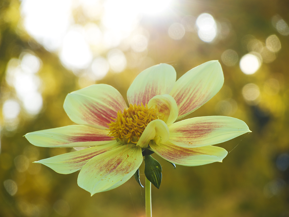 Dahlie im Herbstlicht