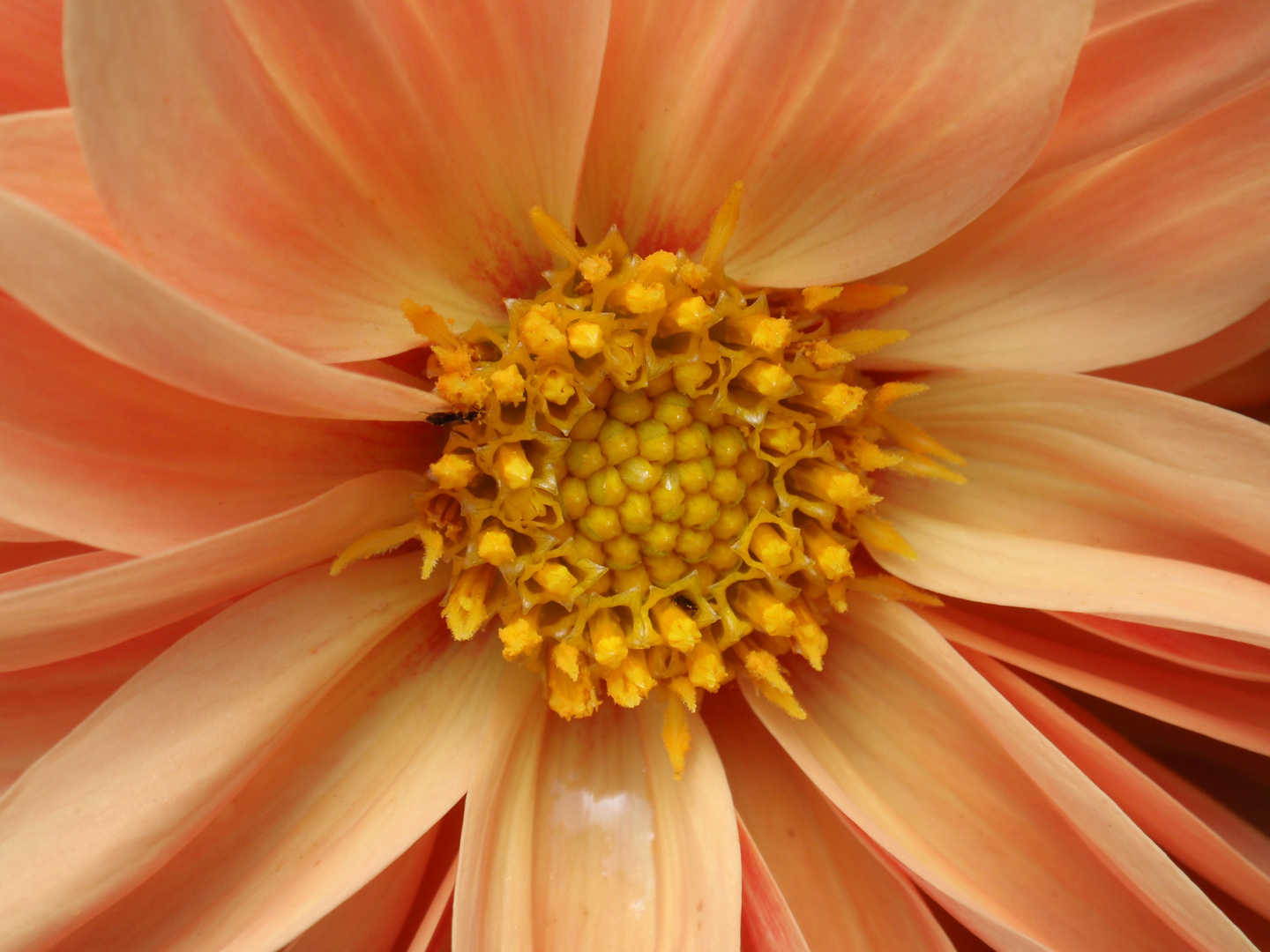 Dahlie im Makro - mit Wanzenbesuch