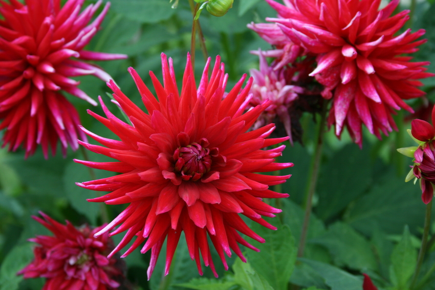 Dahlie im Park der Gärten 1