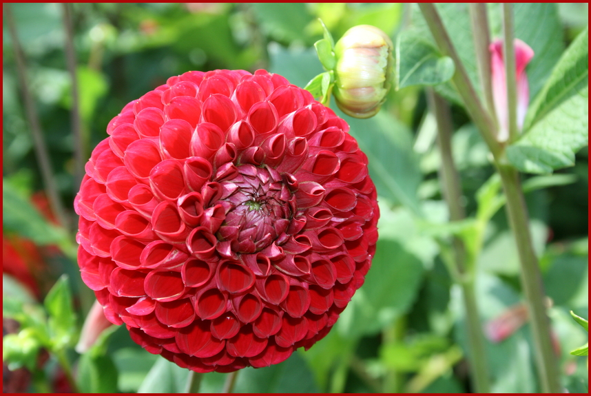 Dahlie im Park der Gärten 3