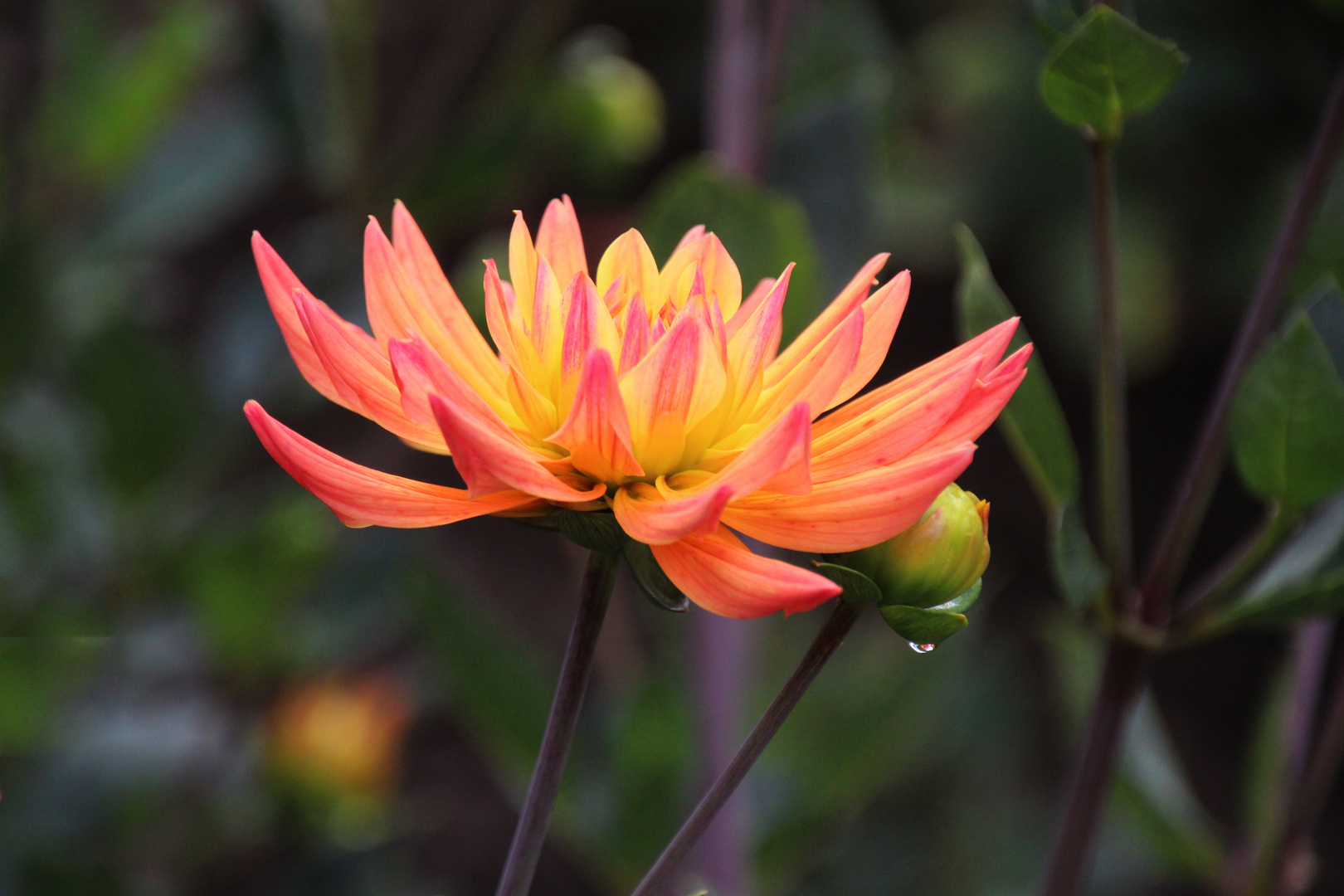 Dahlie im Regen