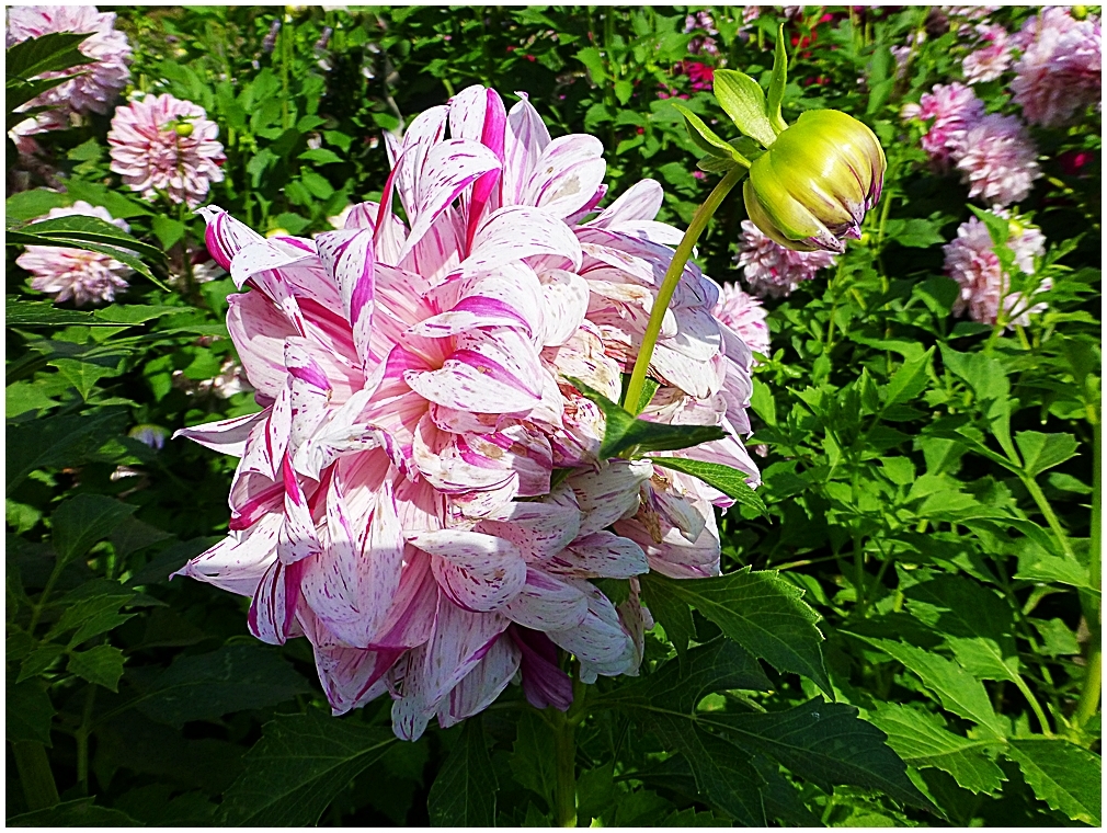 Dahlie im Sonnenlicht