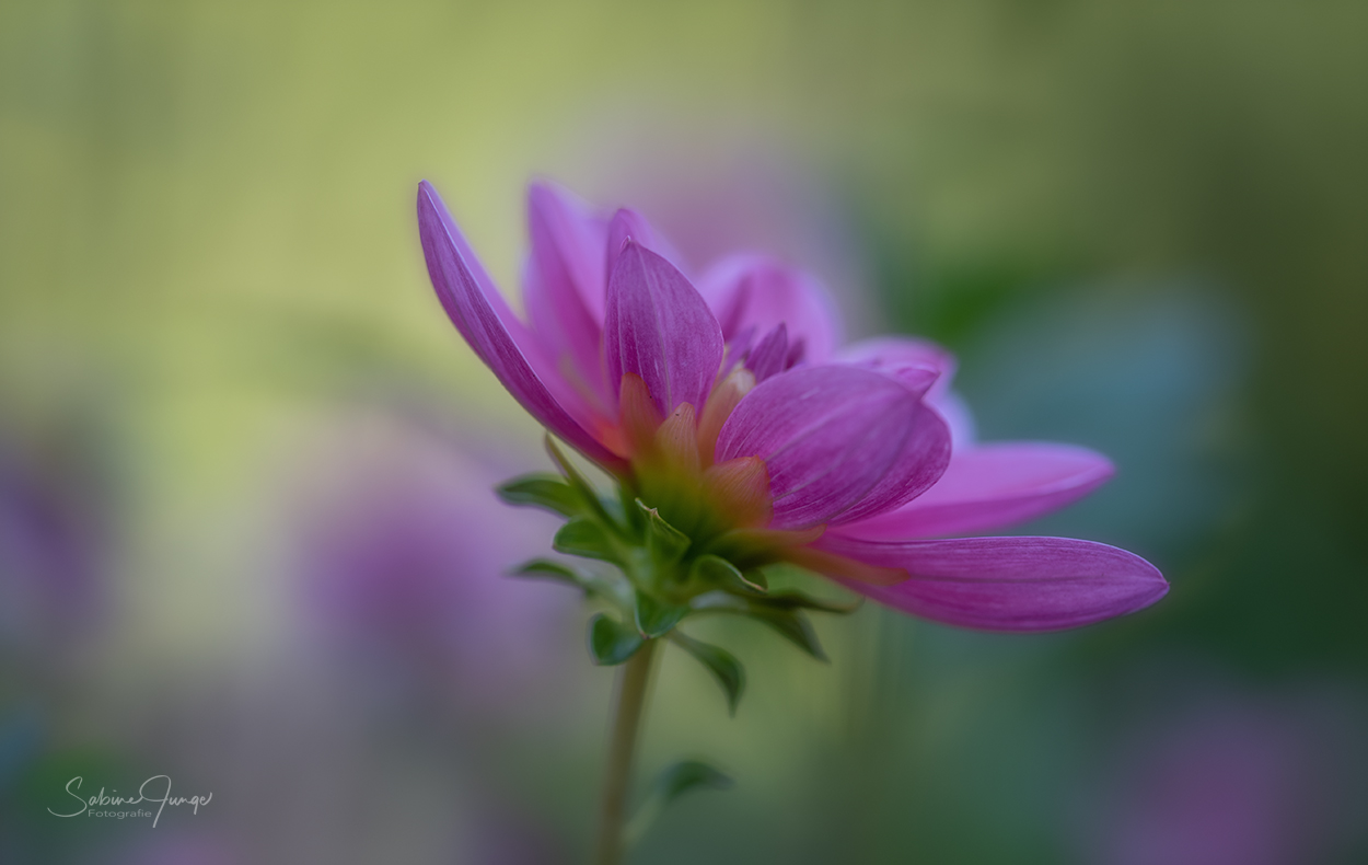 Dahlie im Spätsommer