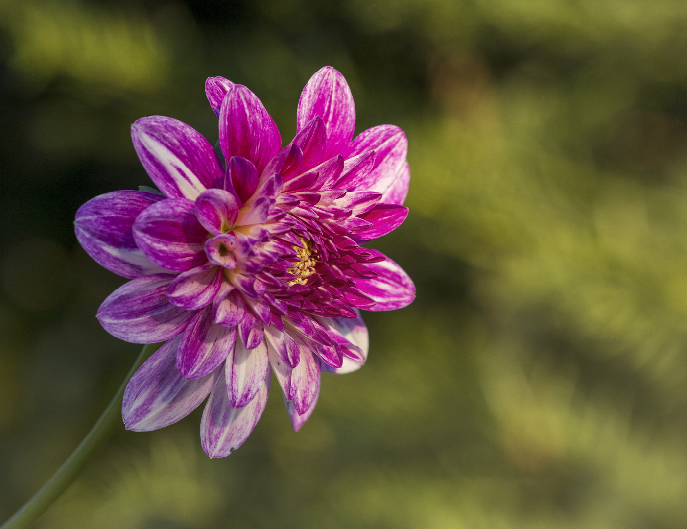 Dahlie in Abendlicht