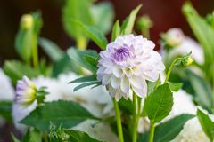 Dahlie in der Abendsonne