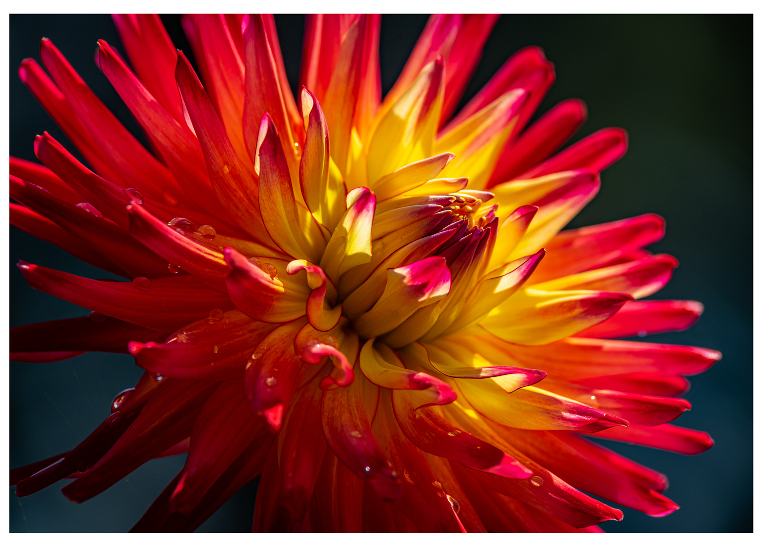 Dahlie in der Sonne