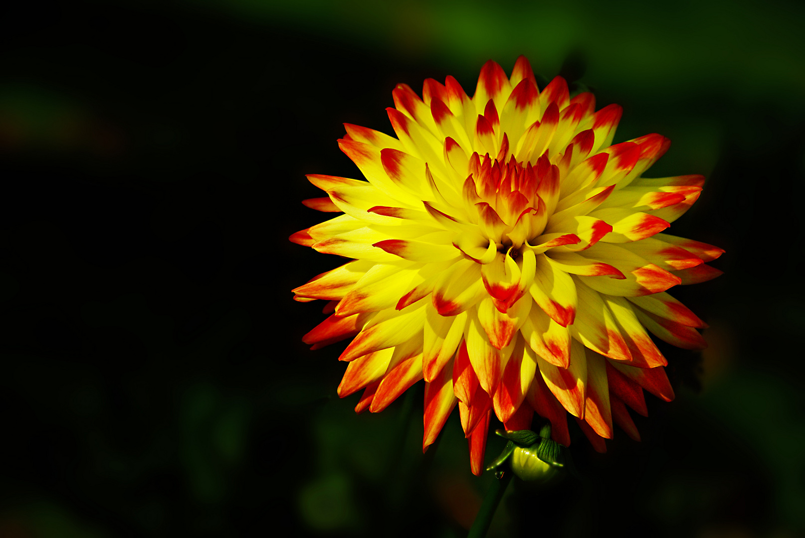 Dahlie in gelb und rot..... Foto & Bild deutschland, europe