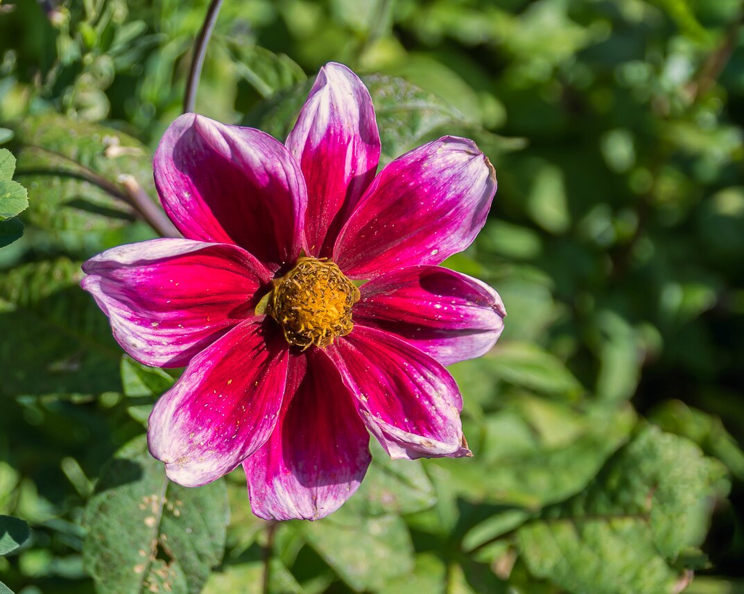 DAHLIE IN MAGENTA