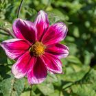 DAHLIE IN MAGENTA