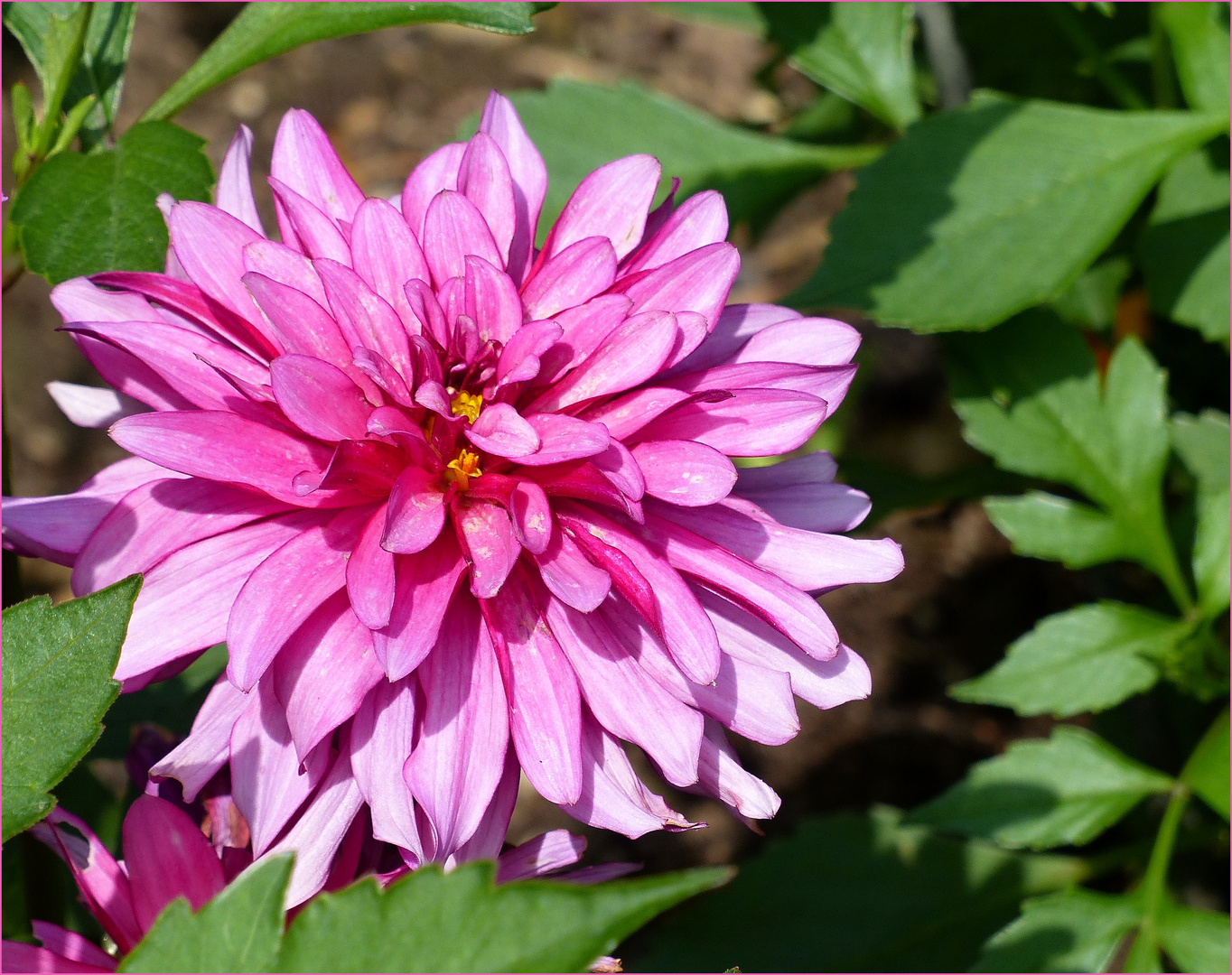 Dahlie in pink