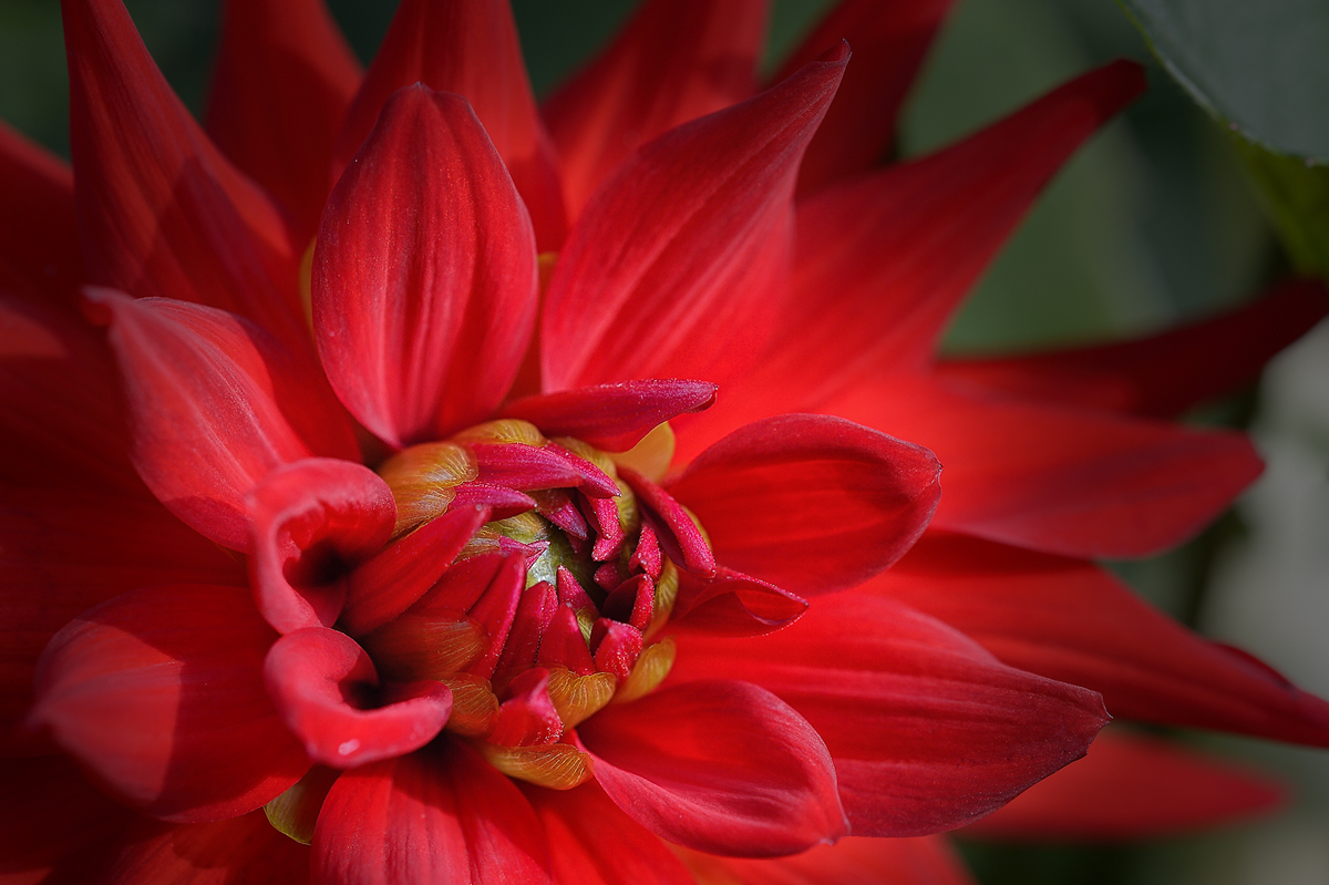 Dahlie in red