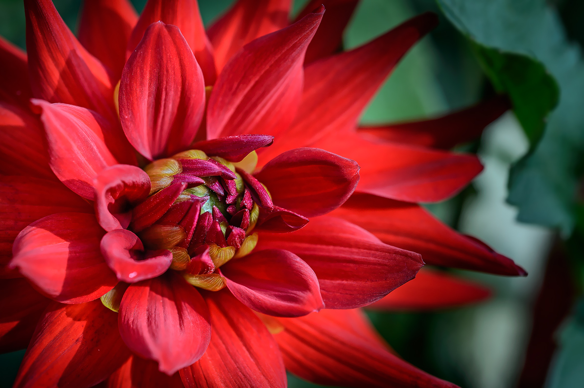 Dahlie in red