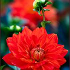 Dahlie in Rot