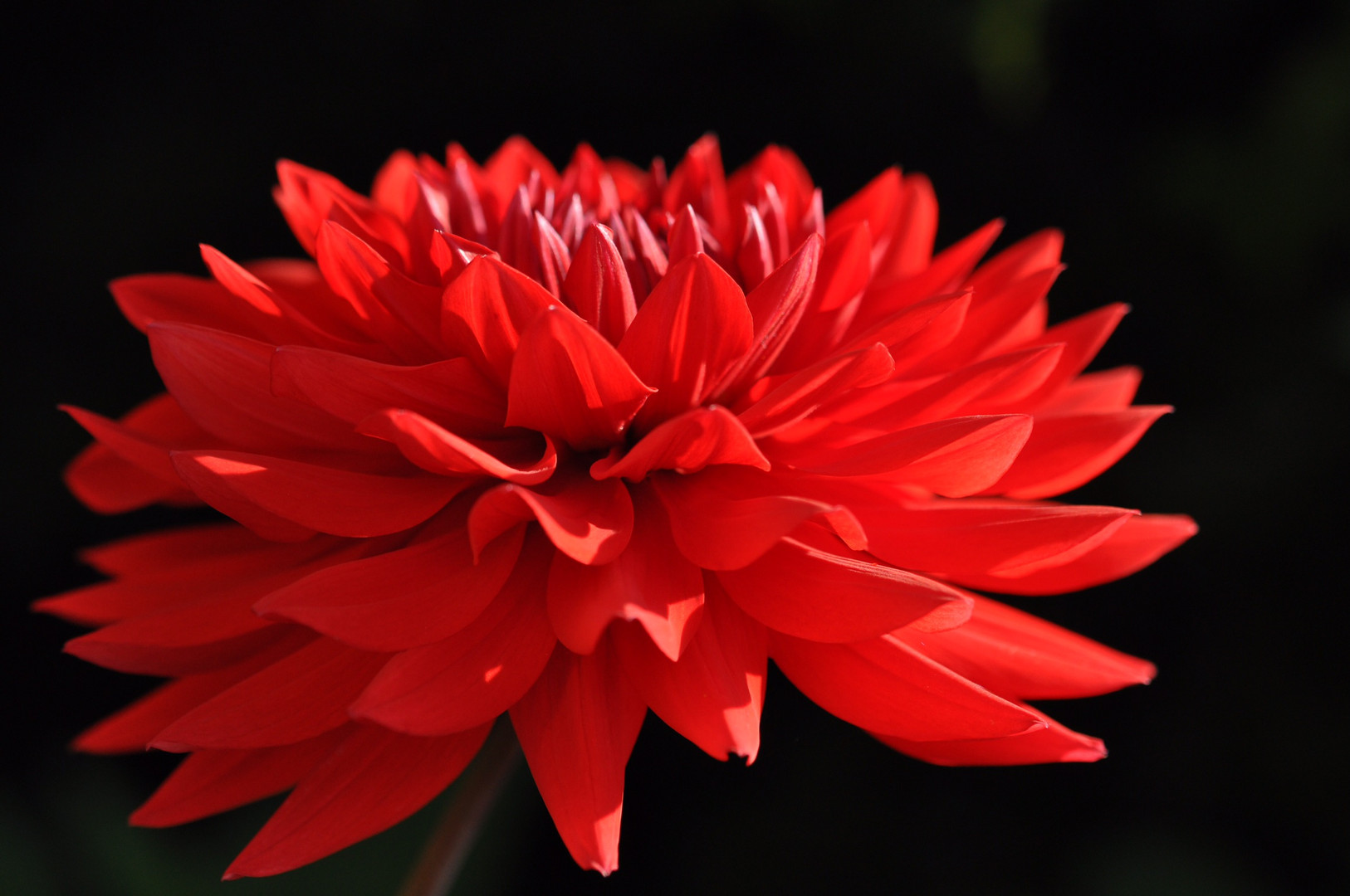 Dahlie in Rot aus dem letzten Jahr 