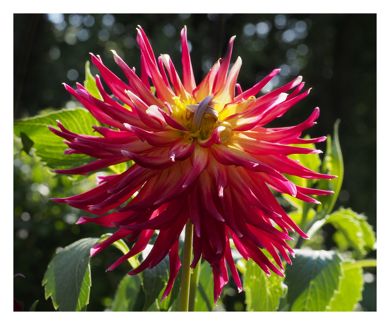 Dahlie in voller Blüte