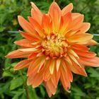 Dahlie leuchtend orange