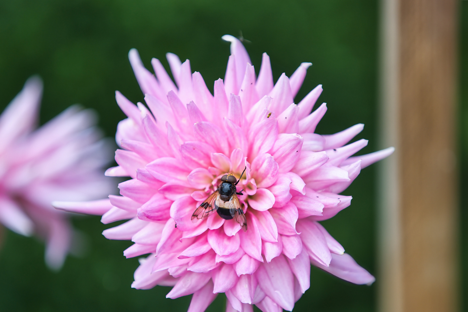 Dahlie mit Besuch