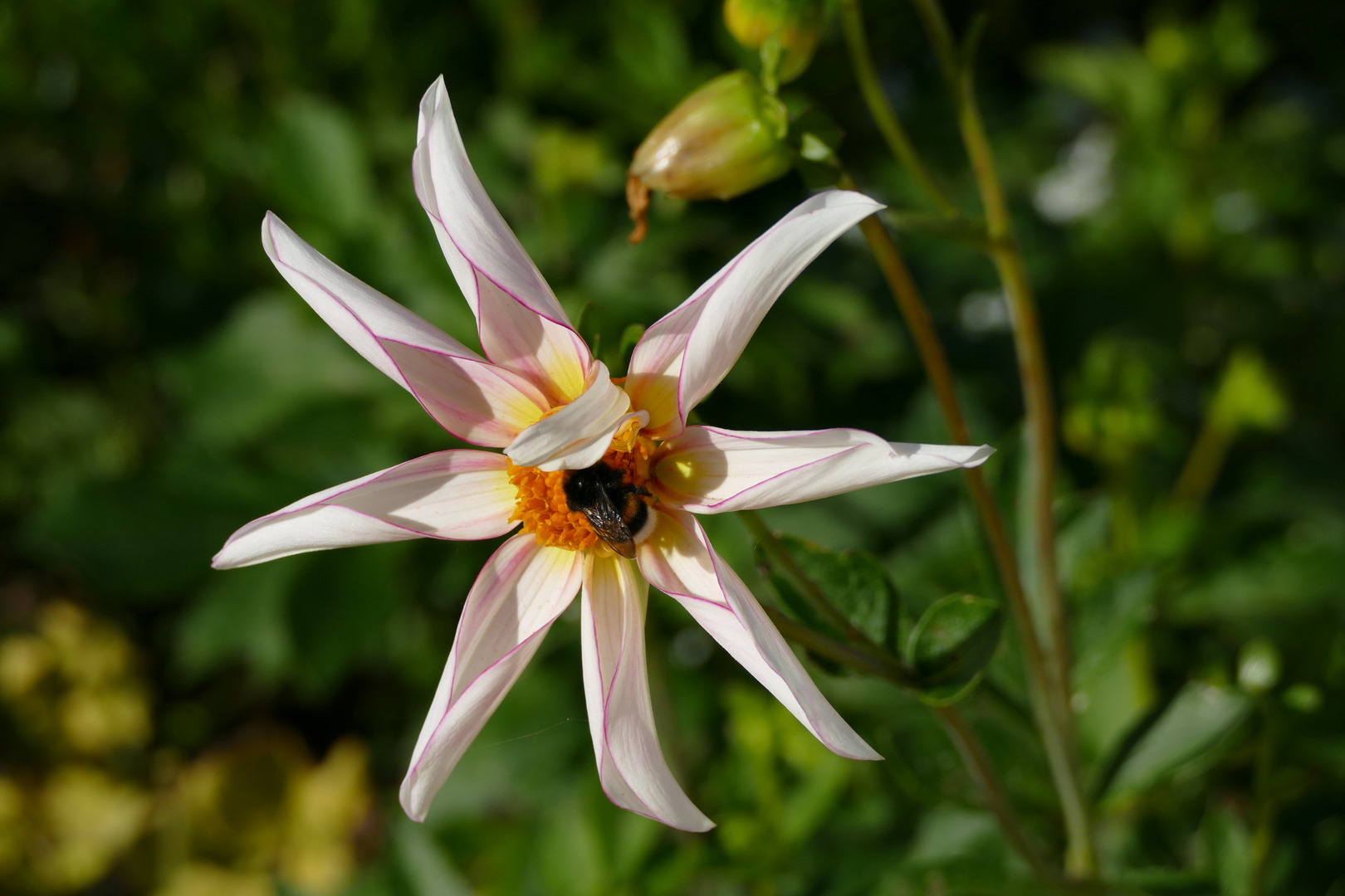 Dahlie mit Besuch