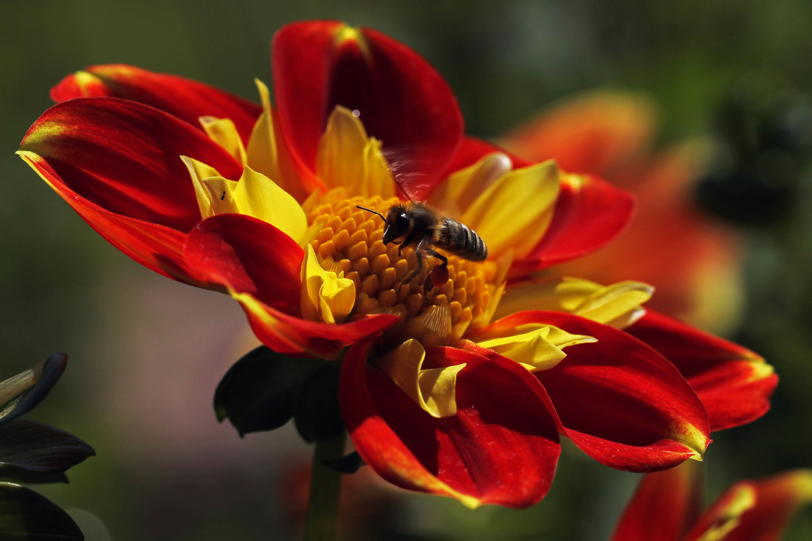 Dahlie mit Besuch :-)