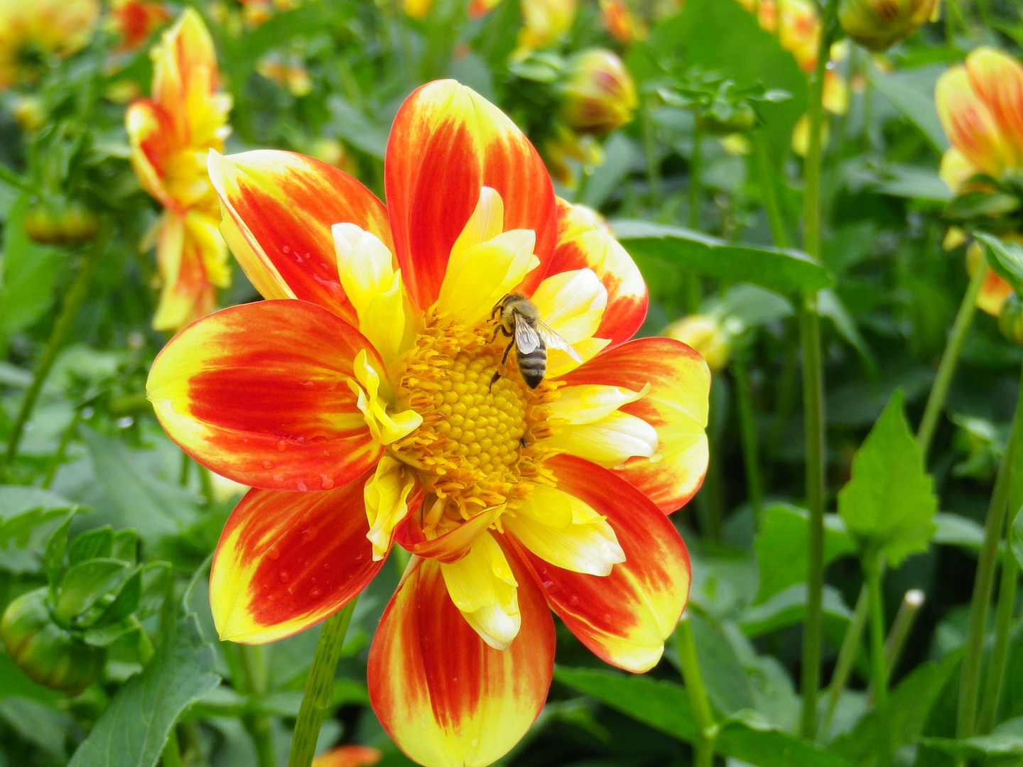 Dahlie mit Besucher