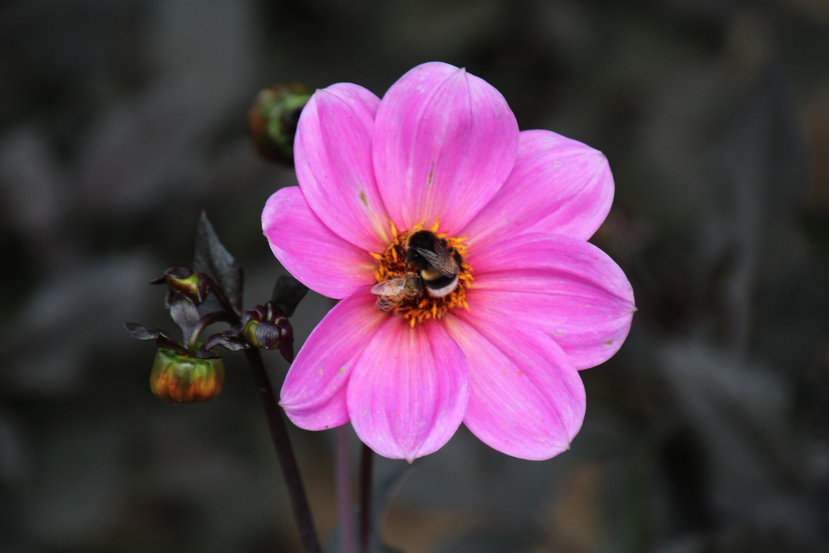 Dahlie mit Besucher