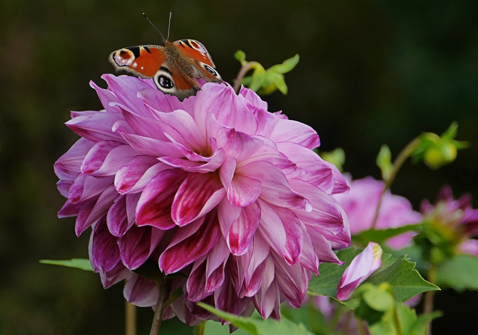 Dahlie mit Besucher