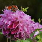 Dahlie mit Besucher