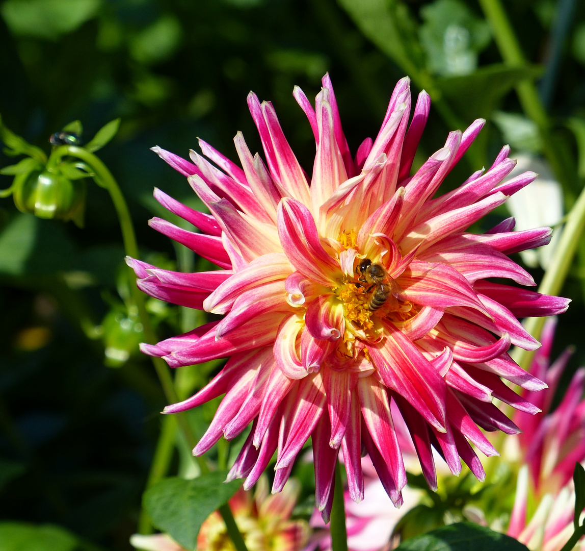 Dahlie mit Besucher