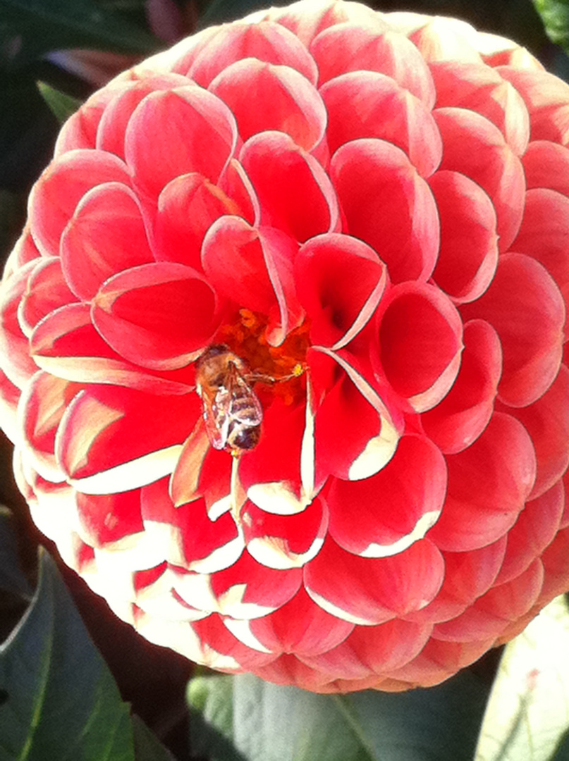 Dahlie mit Besucher