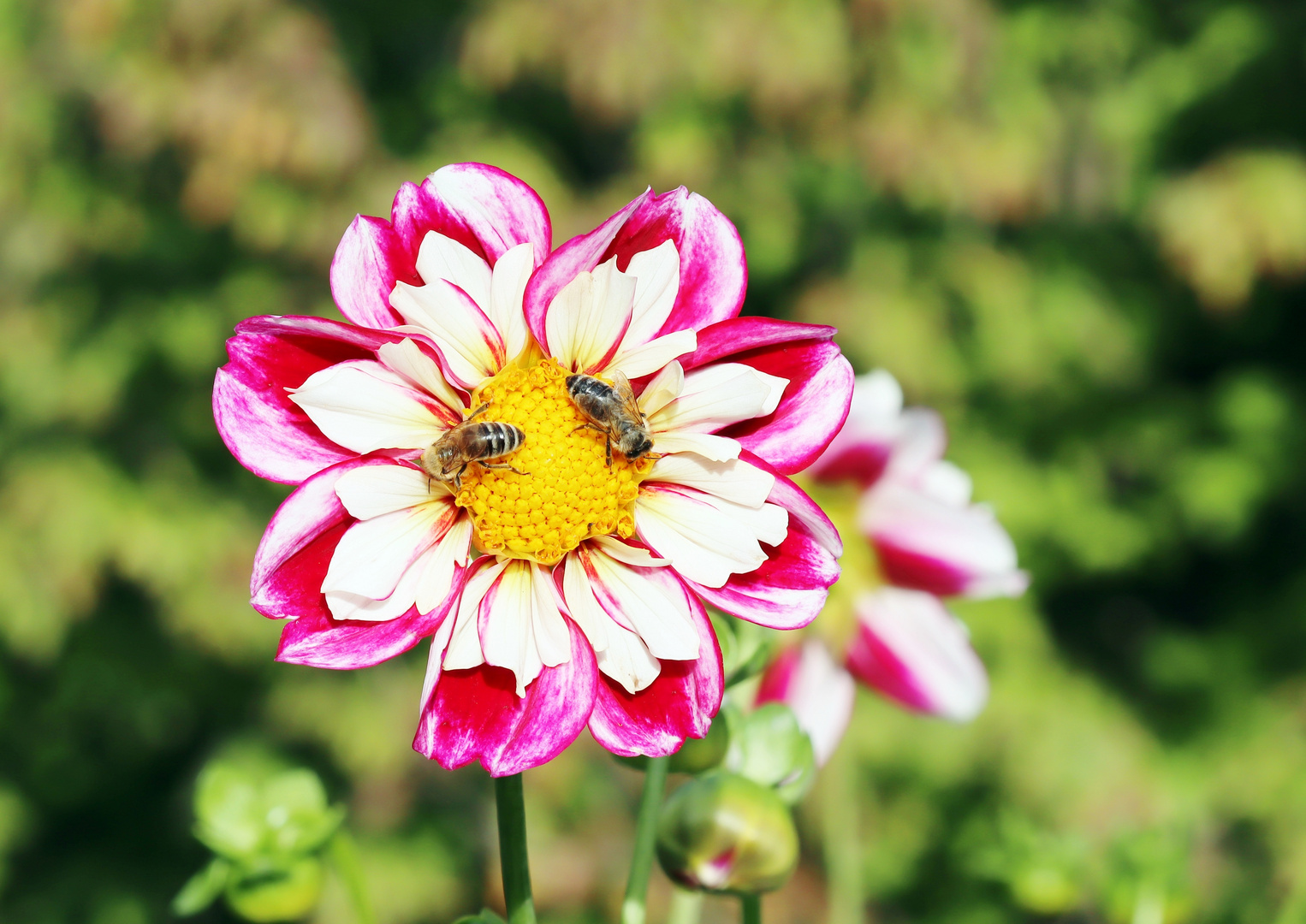 Dahlie mit Besucher