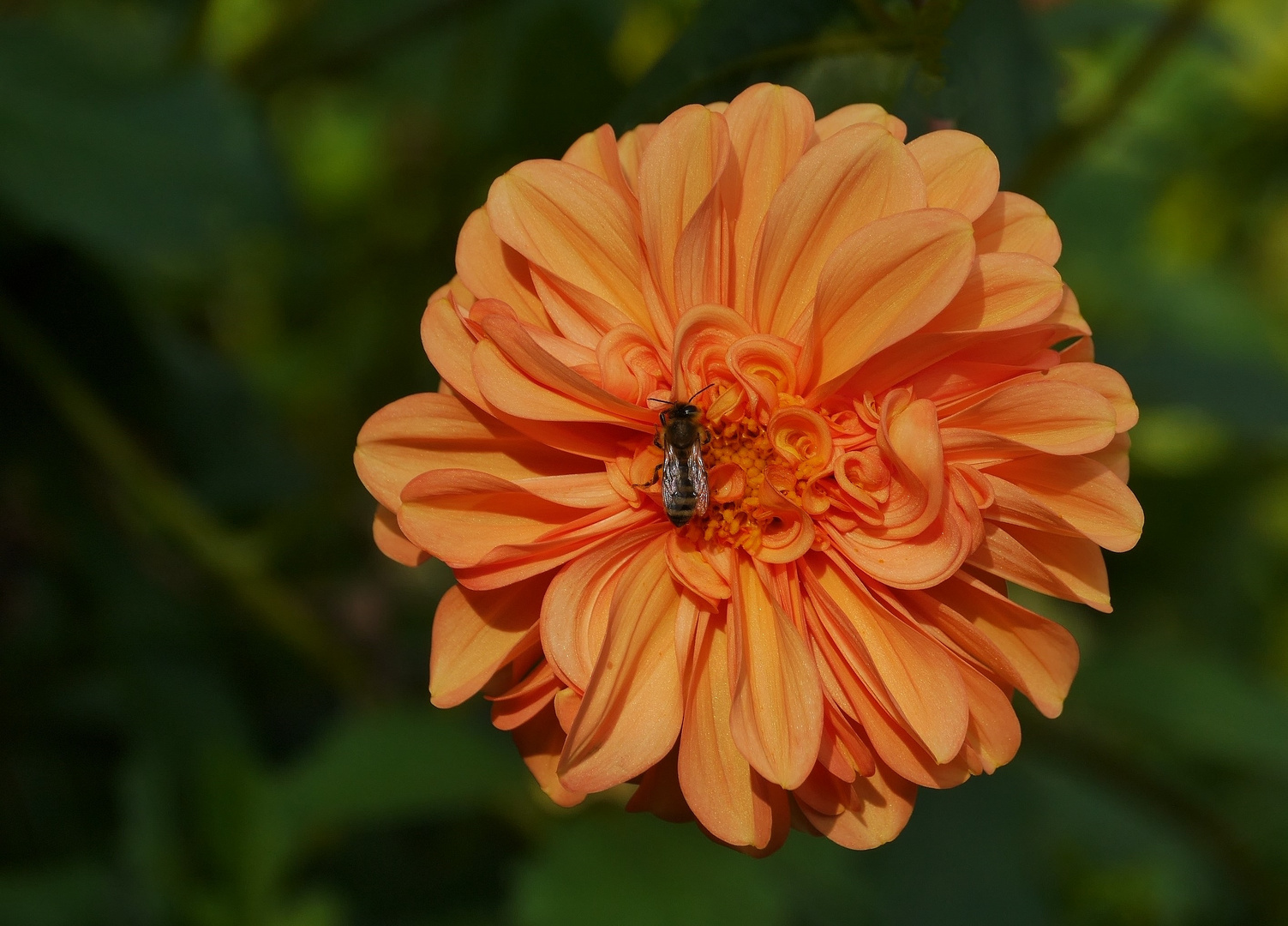 Dahlie mit Besucher